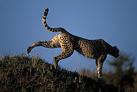 肯尼亚,马塞马拉野生动物保护区,成年,女性,印度豹,猎豹,下午,休息,热带草原