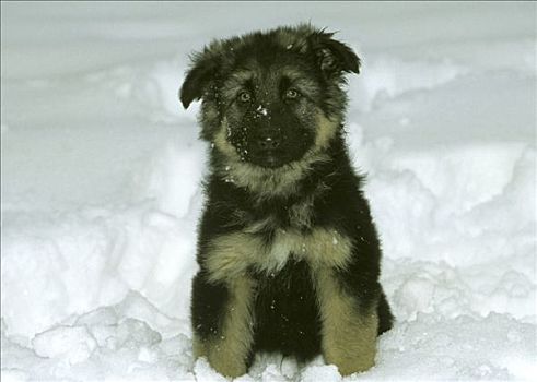 德国牧羊犬,小狗,坐,雪中
