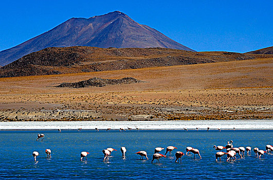 玻利维亚,南美,火烈鸟,泻湖