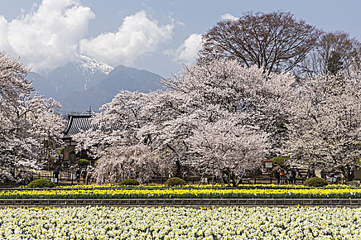 樱桃树,雪山,日本
