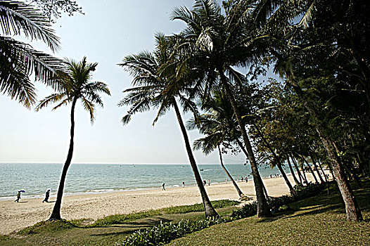 三亚海滩椰树林