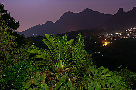 南非,芭蕉属植物,月光