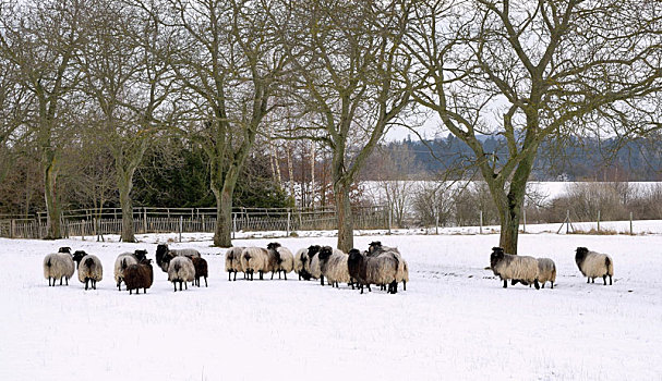 绵羊,冬天,花园