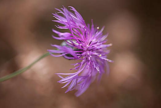 特写,黑矢车菊