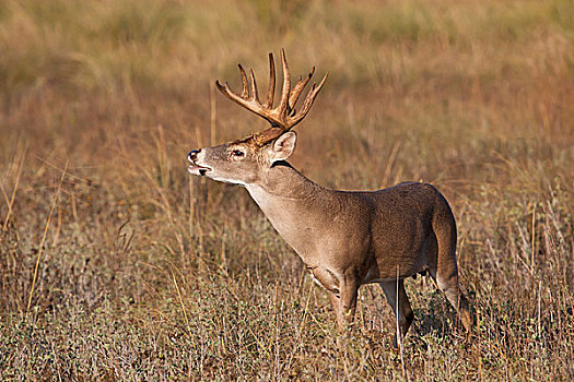 白尾鹿,雄性,闻,母鹿,饲养,季节,德克萨斯,美国