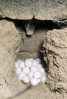 蠵龟,雌性,产卵,鸟窝,澳大利亚