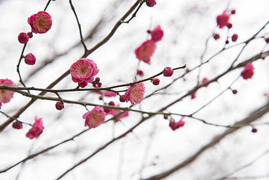 春天公园梅花盛开