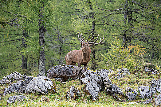 鹿,叫,发情期,赤鹿,鹿属,上奥地利州,奥地利,欧洲