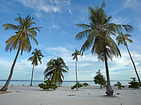 椰树,椰,树,岛屿,菲律宾