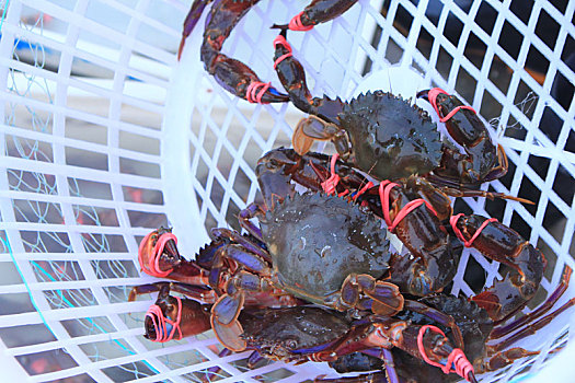 实拍渔码头海鲜市场,新鲜的螃蟹张牙舞爪游客疯抢