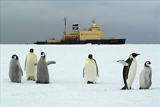 帝企鹅,群,俄罗斯,破冰船,背景,南极