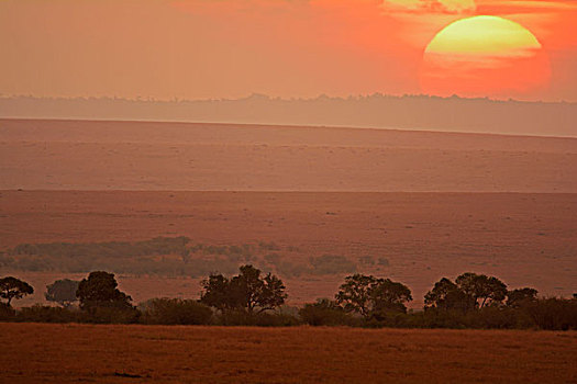 日落,上方,草地,刺槐,马赛马拉国家保护区,肯尼亚,非洲