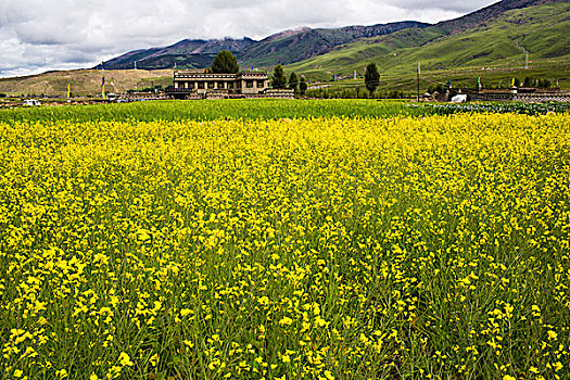 桑堆油菜花