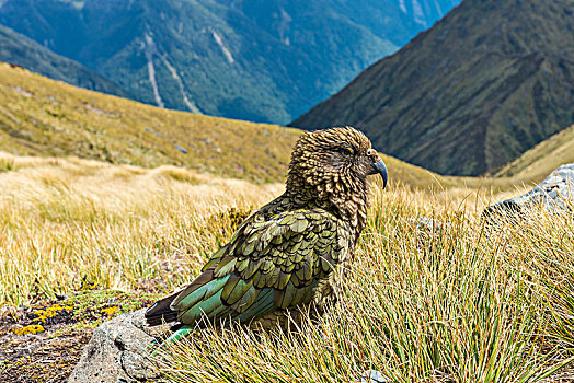 山,鹦鹉,食肉鹦鹉,啄羊鹦鹉,峡湾国家公园,南岛,新西兰,大洋洲