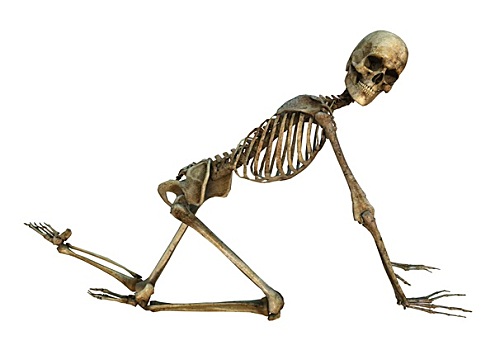 人体骨骼