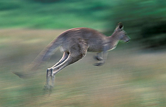 澳大利亚,威尔逊-普勒蒙特利国家公园,维多利亚,大灰袋鼠,灰袋鼠,跳跃,动感,模糊