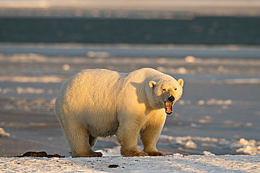 北极熊,站立,积雪,海滩,日落,海岸,北方,阿拉斯加