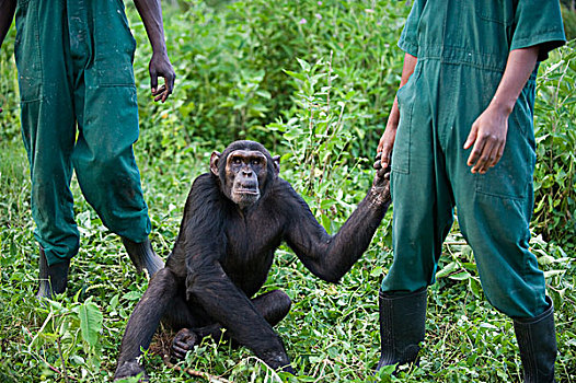黑猩猩,类人猿,玩,乌干达