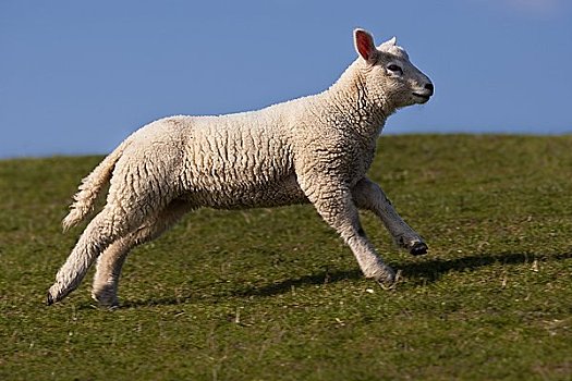 羊羔,跑,上方,草地