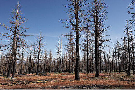 烧,松树,印尤国家森林,加利福尼亚,美国