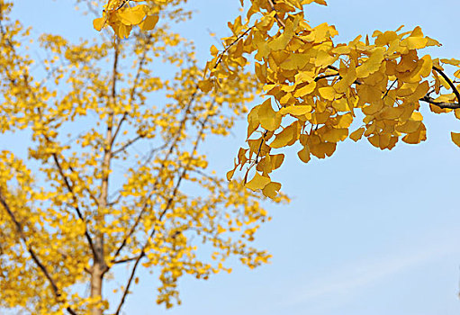 漂亮,黄色,叶子,发光,阳光