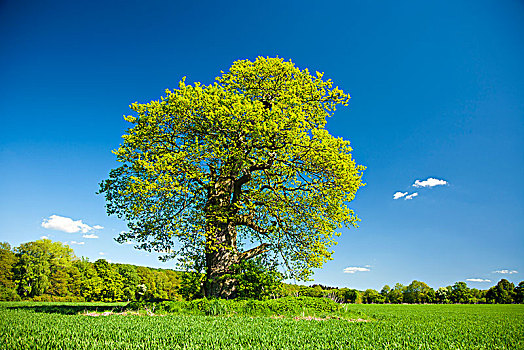 孤单,老,橡树,栎属,栎树,地点,春天,翠绿,叶子,黑森州,德国,欧洲