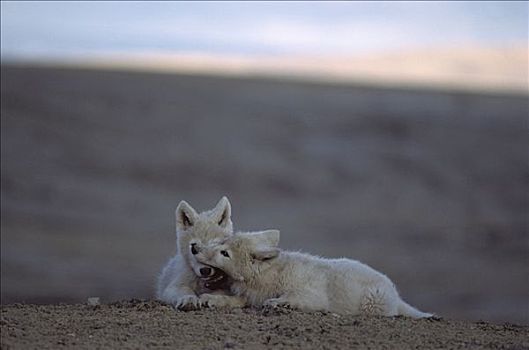北极狼,狼,幼仔,玩,支配,艾利斯摩尔岛,加拿大