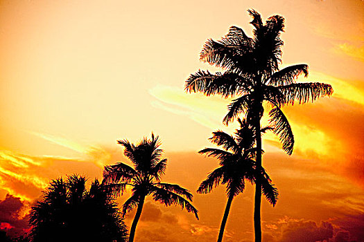 剪影,棕榈树,海滩,日落,迈阿密海滩,佛罗里达,美国