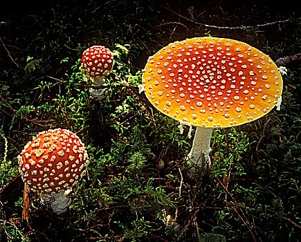 毒蝇伞,白毒蝇鹅膏菌,蘑菇,夏洛特女王岛,不列颠哥伦比亚省,加拿大
