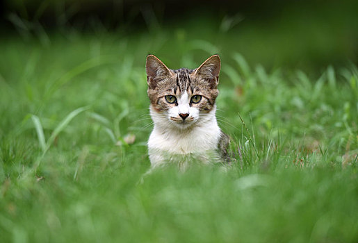 一群野外流浪猫