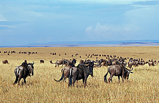 角马,动物,迁徙,马赛马拉,肯尼亚,非洲