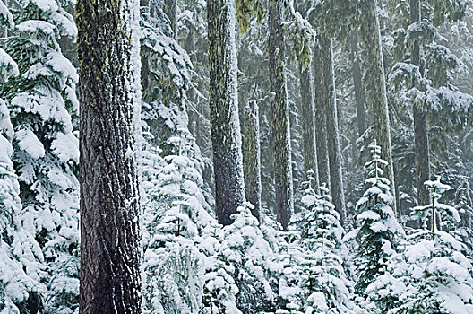 俄勒冈,美国,初雪,胡德山国家森林