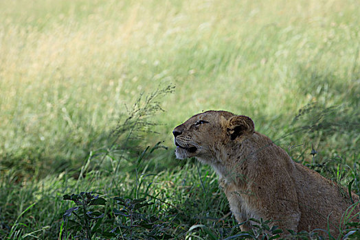 狮子王肯尼亚坦桑尼亚塞伦盖蒂
