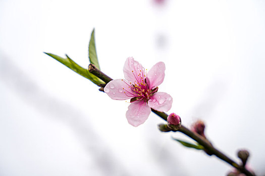 南方广东连平桃花盛开