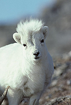 美国,阿拉斯加,野大白羊,羊羔,德纳里峰国家公园