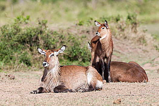 水羚,马赛马拉,肯尼亚,非洲