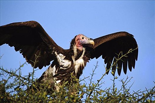肉垂秃鹫,翼,肯尼亚