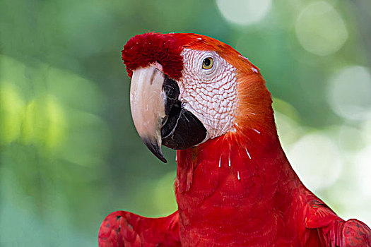 绯红金刚鹦鹉,头像,亚马逊,巴西,南美