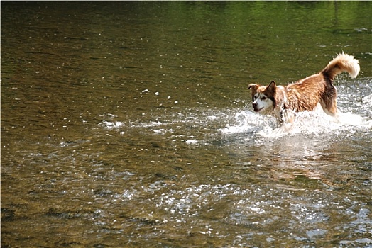 哈士奇犬,水