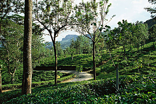 茶园,猫鼬,小路,远景,大吉岭,印度