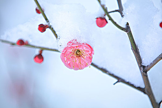 梅花