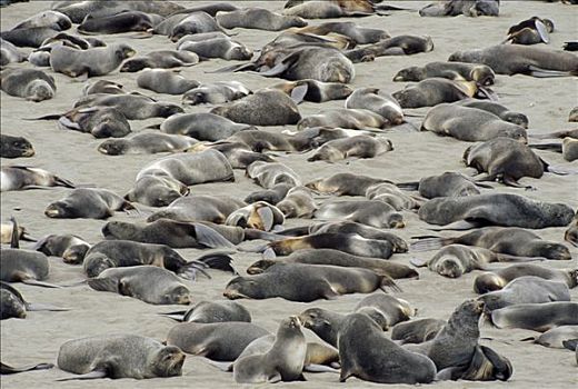 雄性动物,休息,拖拽,室外,海滩,岛屿,普里比洛夫群岛,阿拉斯加