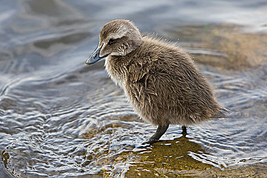 绒鸭,幼禽,水塘,雷克雅未克,冰岛