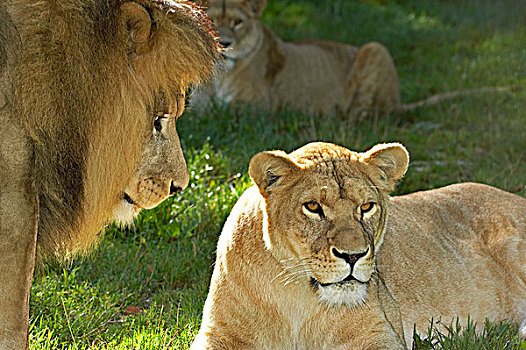 非洲狮,狮子,雄性,女性