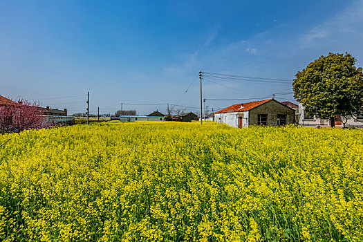 江苏省盐城市龙岗桃花园乡村田园自然景观