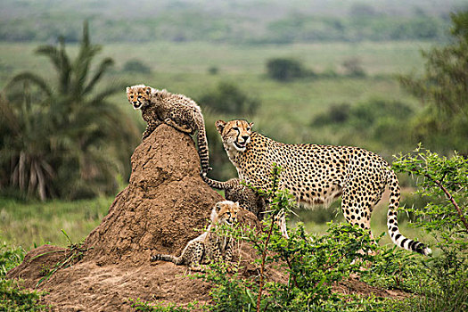 印度豹,母亲,幼兽,休息,上面,山,向外看,捕食,食肉动物,禁猎区,南非