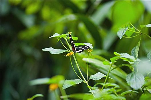 特写,蝴蝶,植物