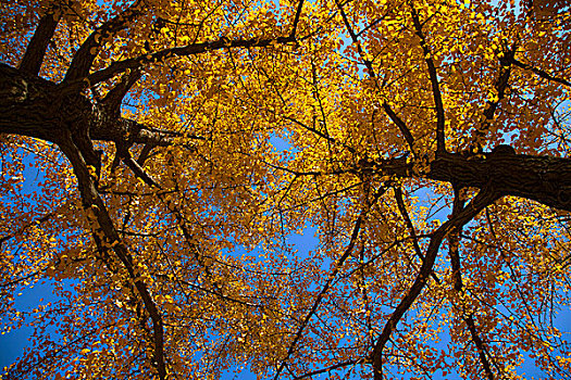 仰视秋天银杏树上发黄的银杏叶