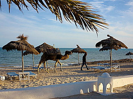 男人,走,骆驼,海滩,突尼斯