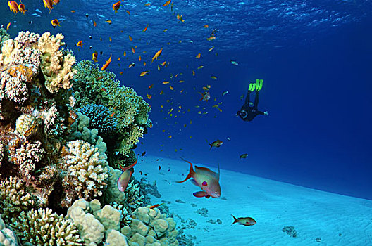 潜水,珊瑚礁,红海,埃及,非洲
